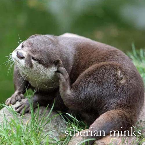 siberian minks